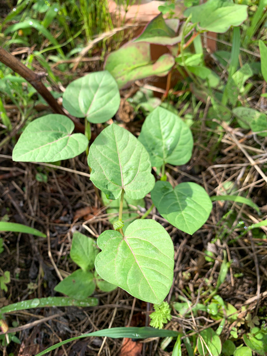 元気に育った黒小豆の苗