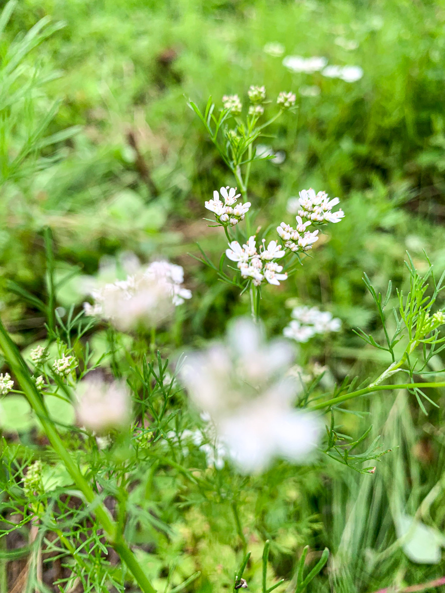 パクチーの花