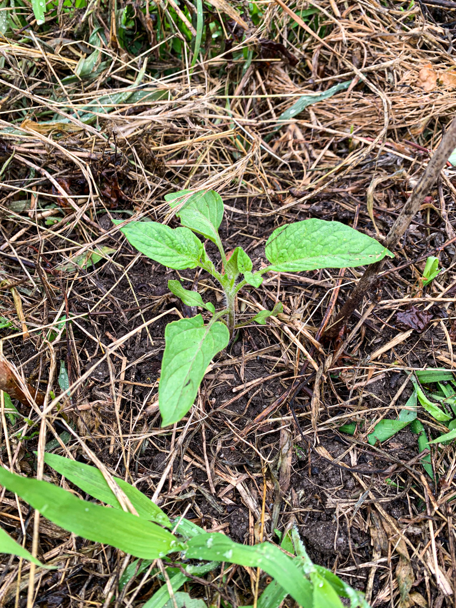 地植えされたトマトの苗