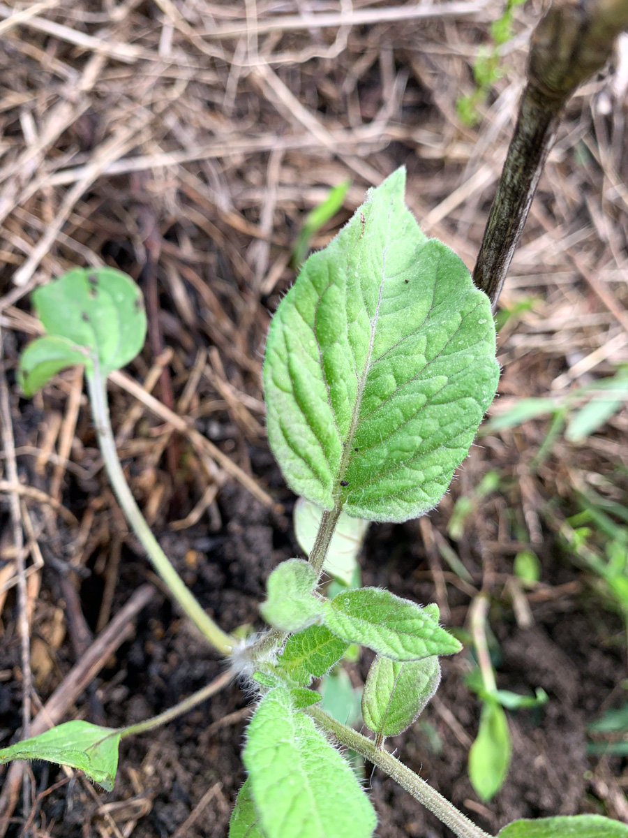 黄色みがかった葉が特徴のポットで育てたトマト苗