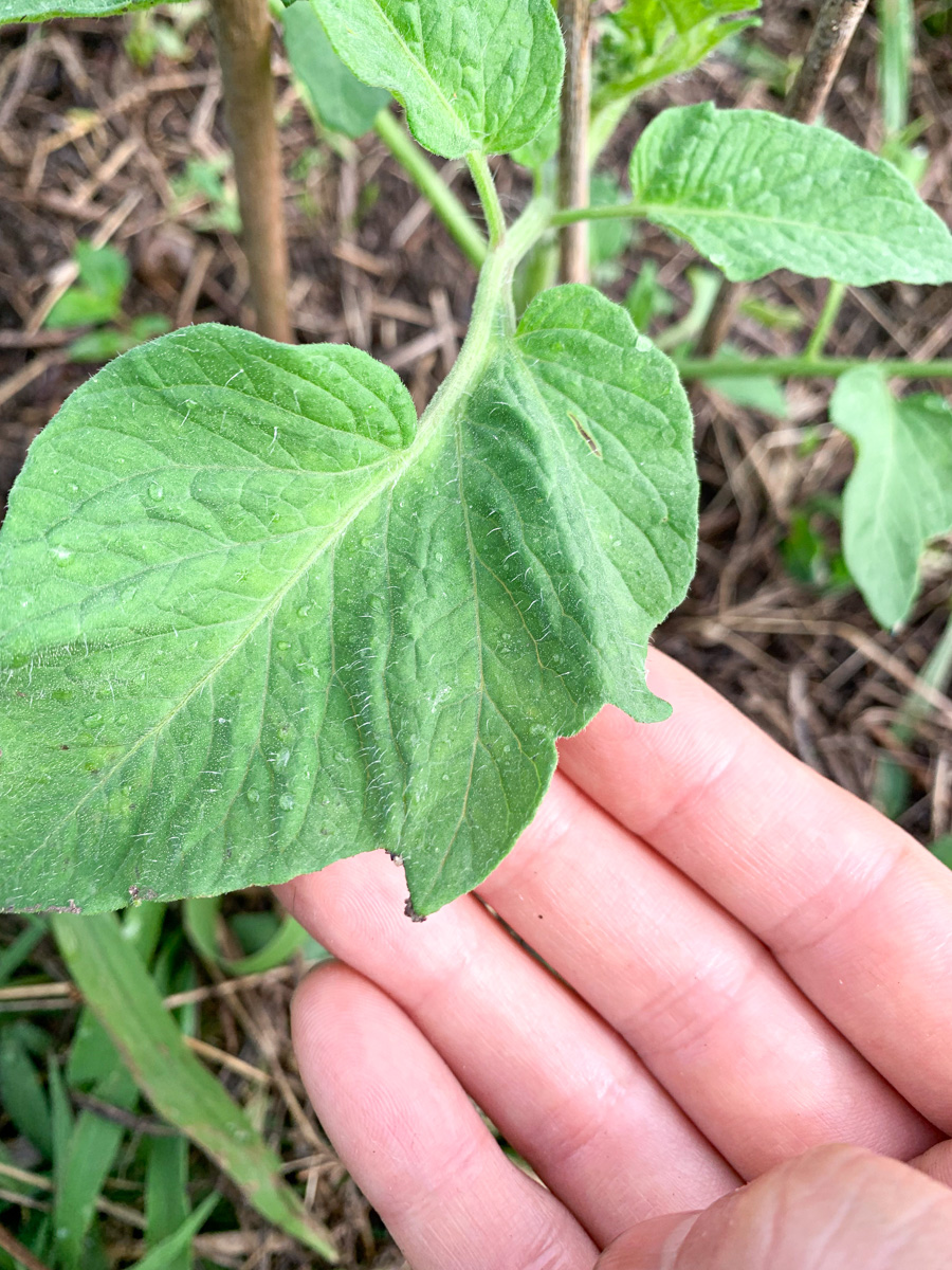 若々しい葉っぱが特徴の地植えトマト苗