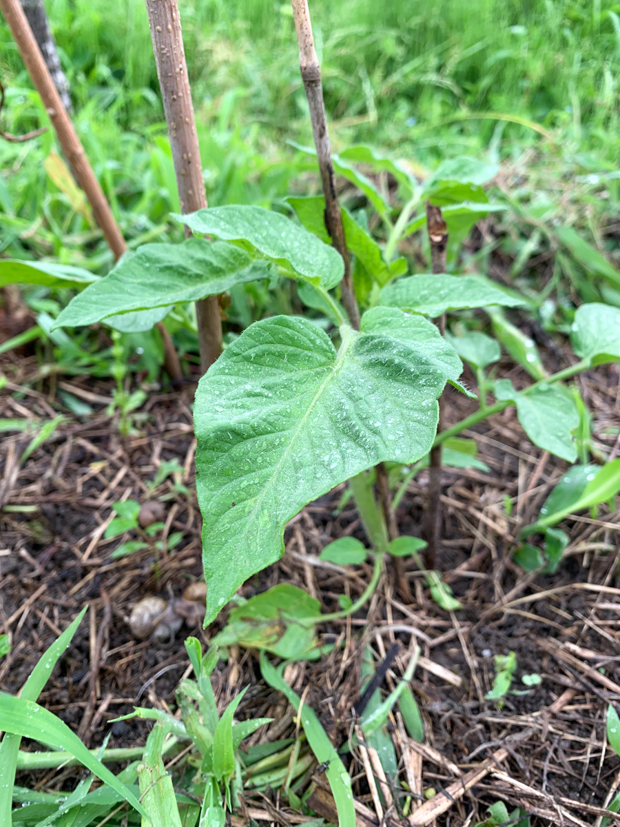 元気に育ったトマトの苗