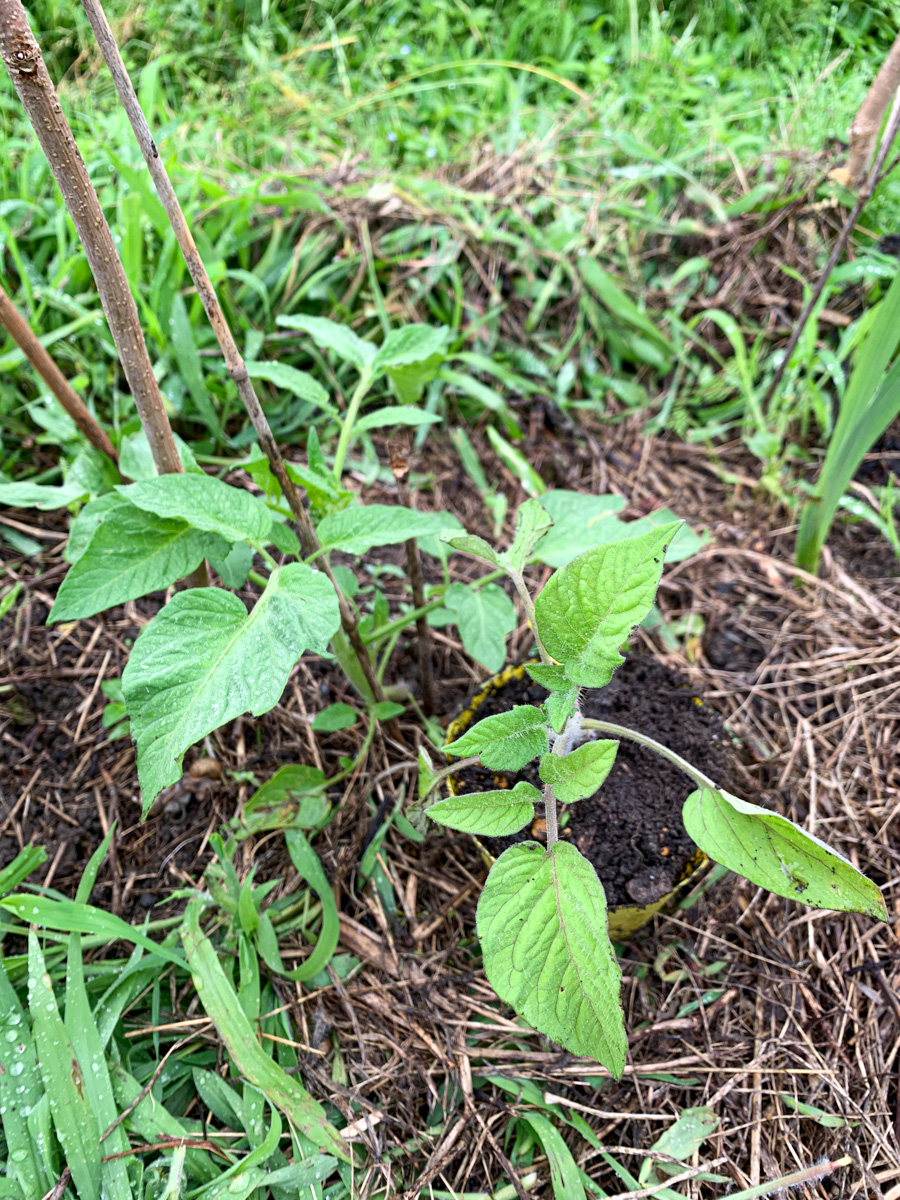 地植えしたトマト苗とポットのトマト苗