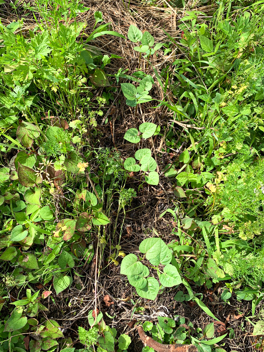 ビーツを移植した黒小豆が植わった畝