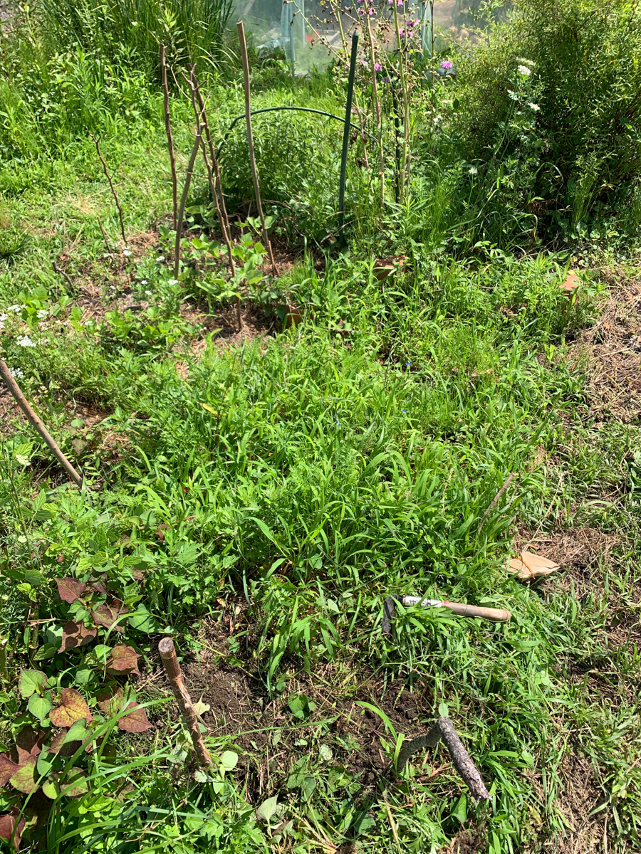 ビーツが隠れている草が生い茂った畝