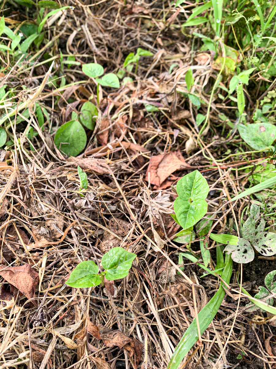 発芽したての黒小豆