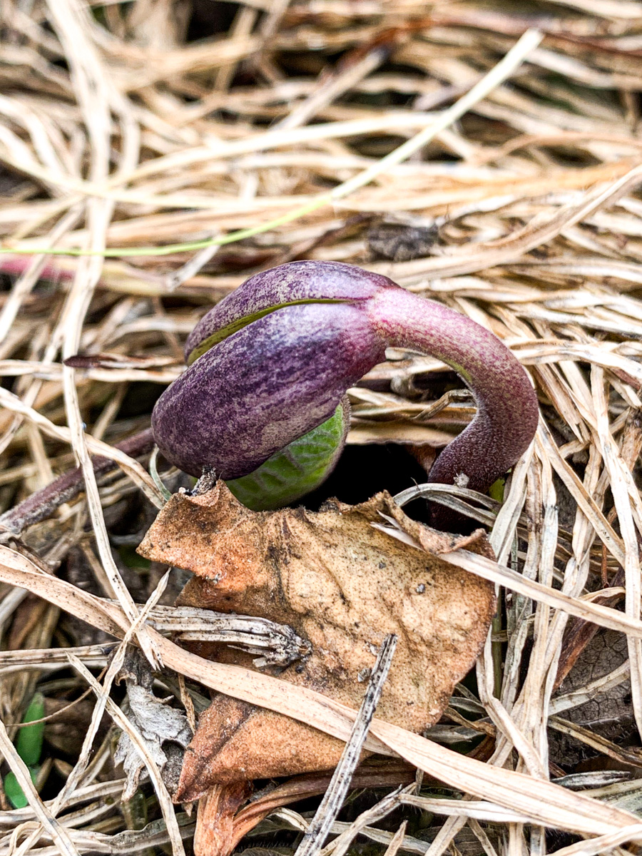 発芽している途中のツルなしインゲン