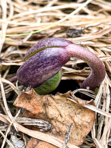 ツルなしインゲンの発芽の様子