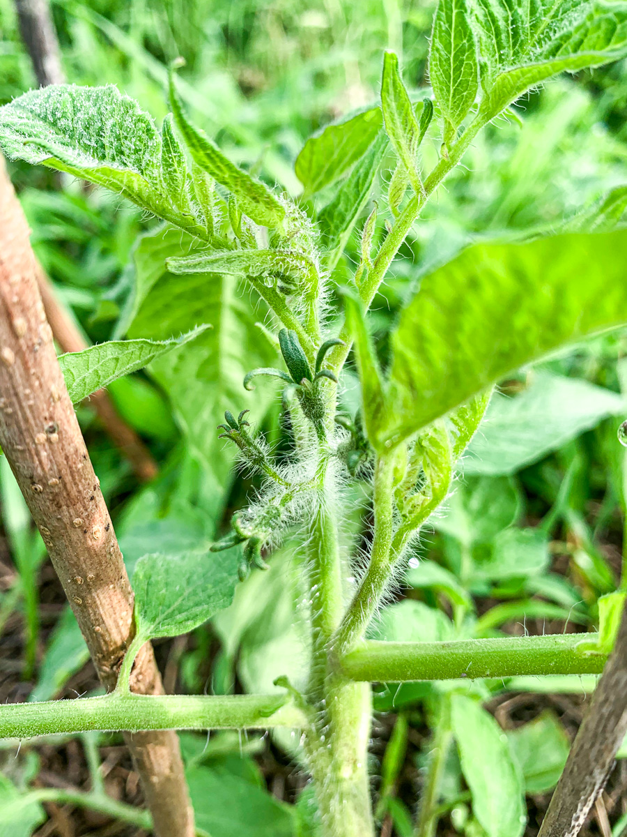 花をつけ始めたトマトの苗