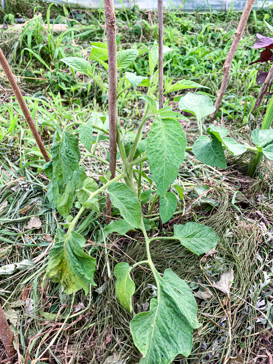 大家さんが耕してくれていた畝に植えたトマト。どうしようもなく元気がない。