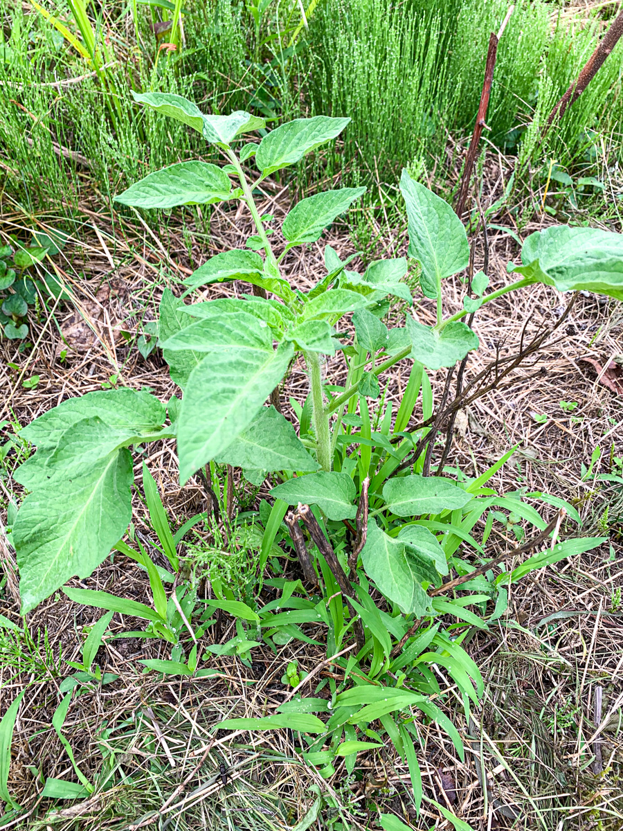 不耕起の畝で根元に雑草が生い茂るトマト。それでも元気に育っている。