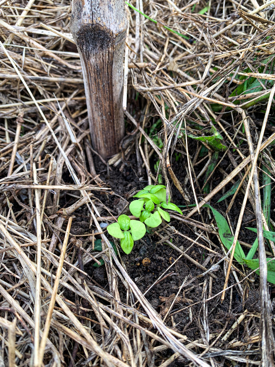 明後日定植予定のトマトの畝に移植したバジルとディル。ディルはもうすでに姿が見えない。