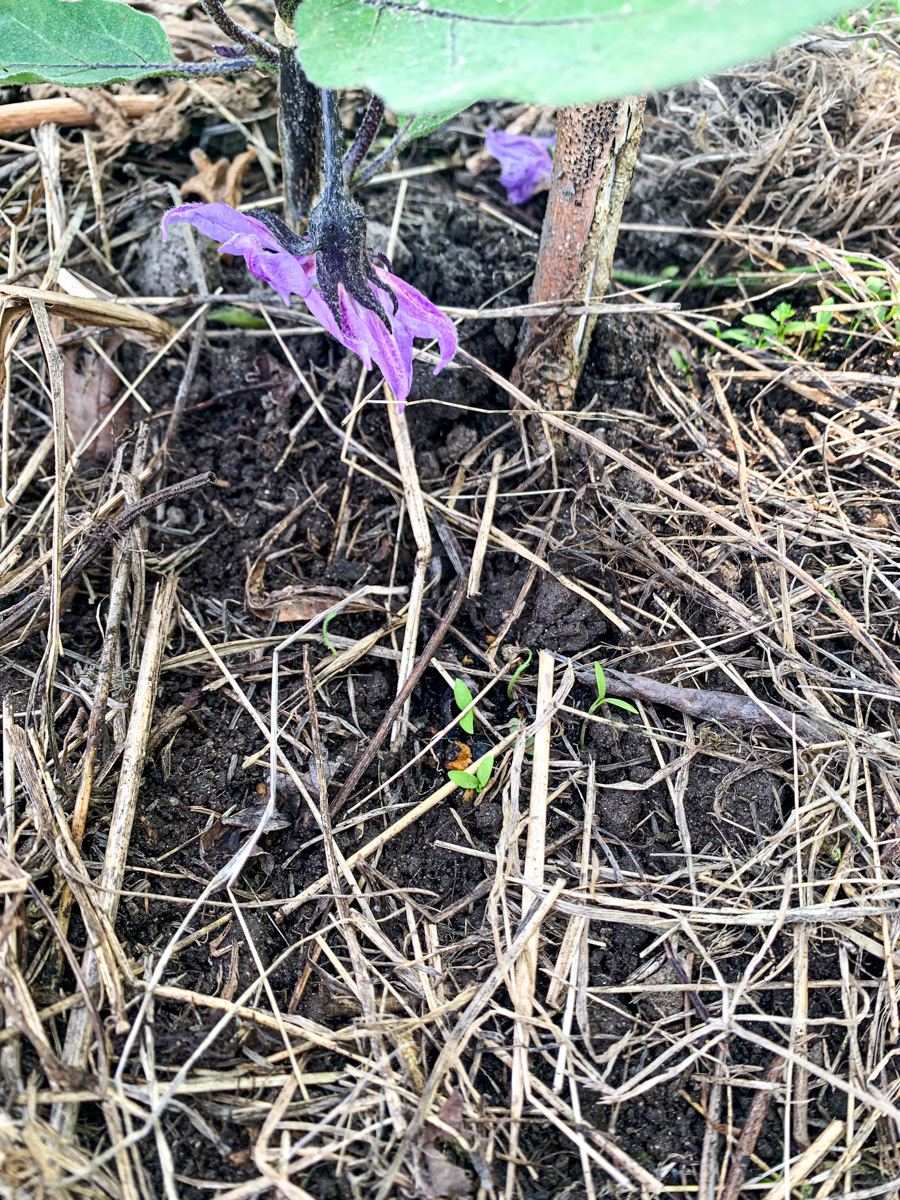 水茄子の根元に定植したパセリ