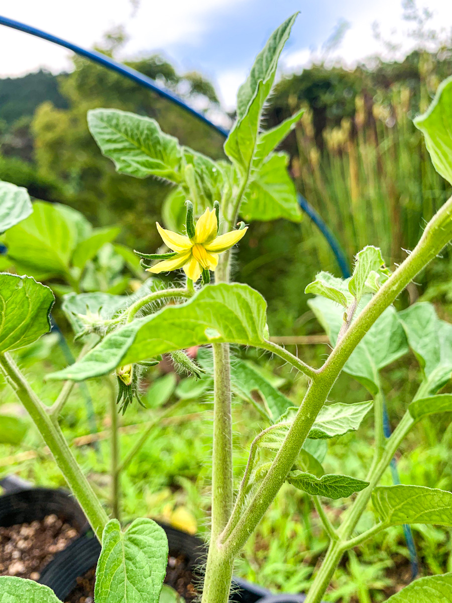 一番花を咲かせたトマト
