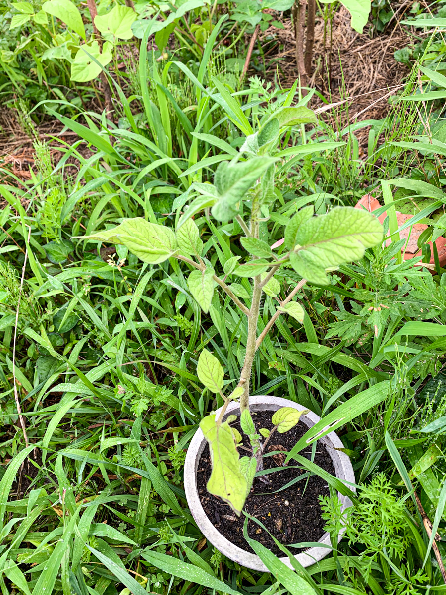 雑草が生い茂った畝に置いたトマトポット苗