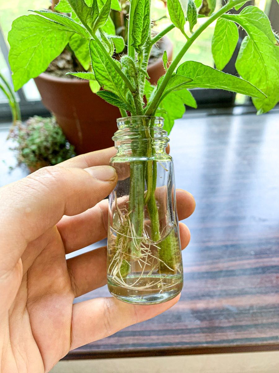 水挿しで発根したトマトの脇芽苗