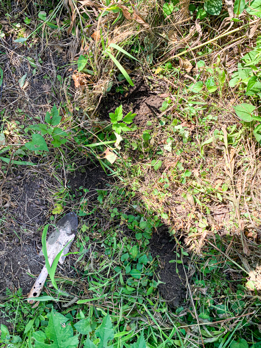 トマト脇芽苗定植用に掘られた３箇所の穴