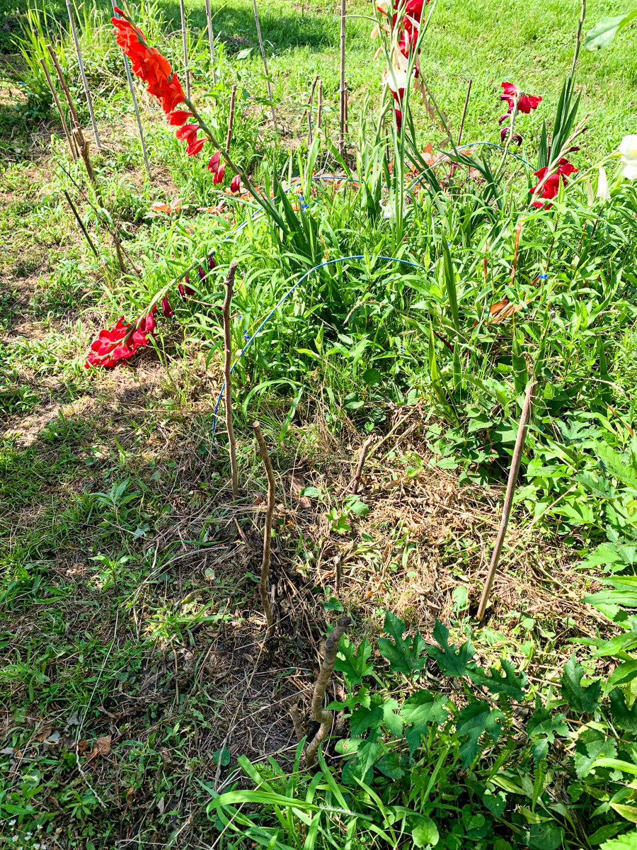 木の棒を立てて目印にしたトマト脇芽苗の定植場所