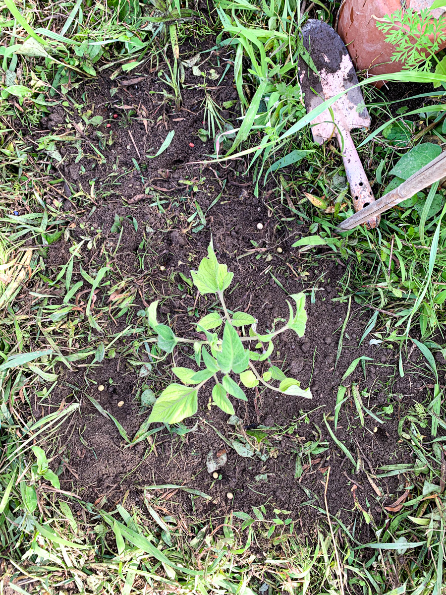 定植されたばかりのトマトを囲むように蒔かれた大豆のたね