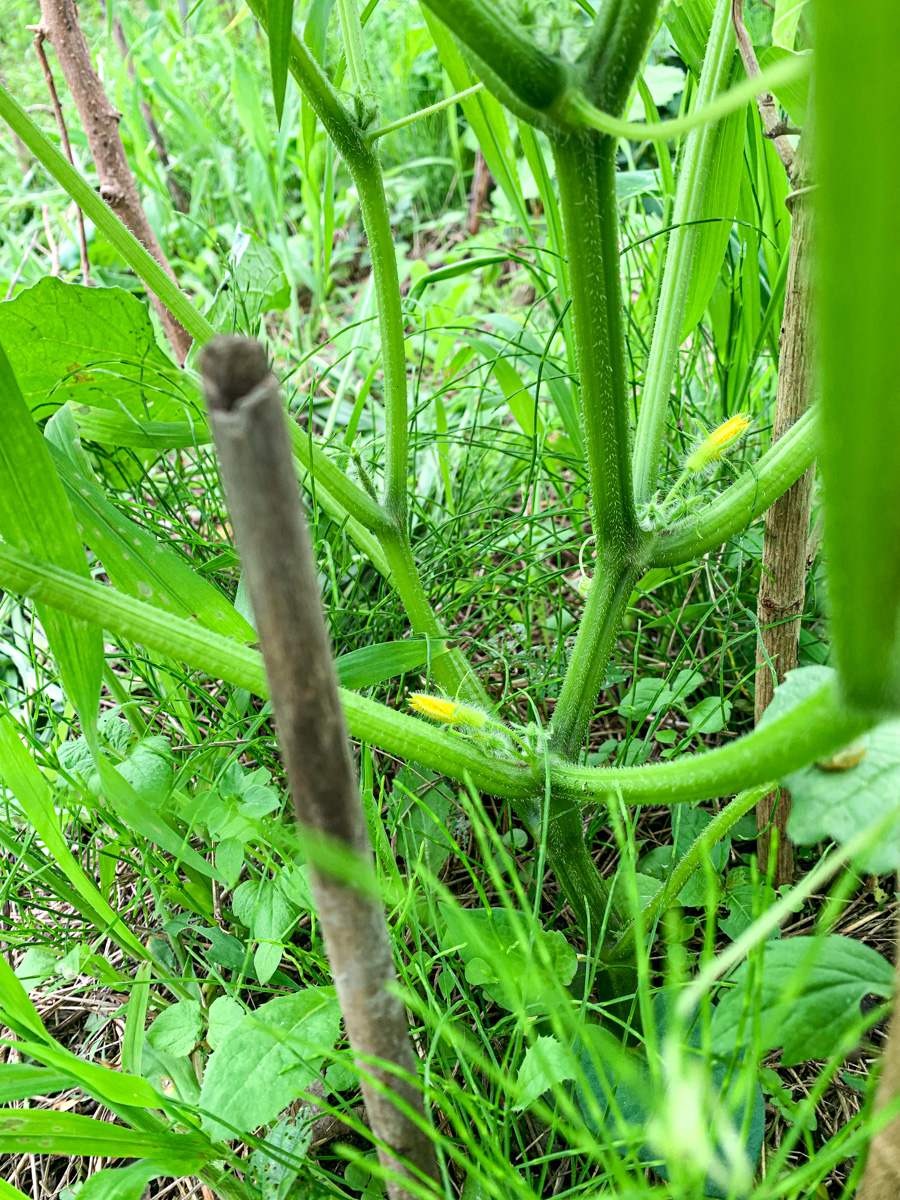 梅雨の雨に打たれても、元気に蕾をつけ始めたきゅうりの苗