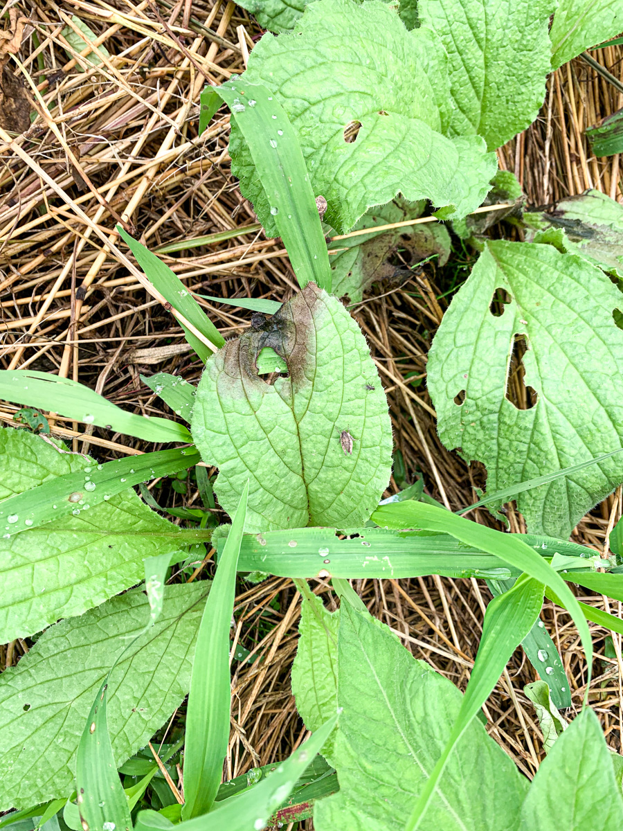 葉が茶色く変色したボリジ