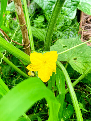 キュウリの花