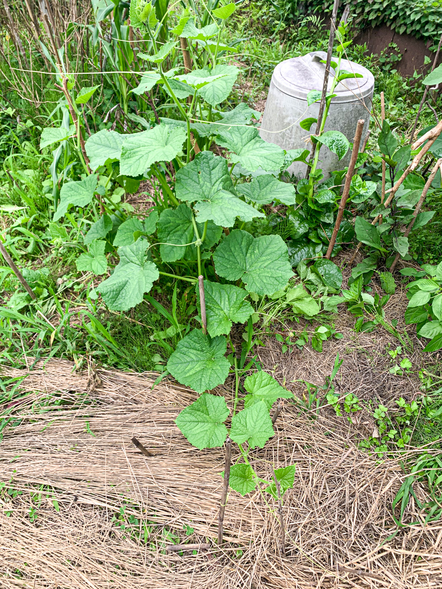 3日でコンポストを追い抜きあっという間に大きくなったきゅうり苗