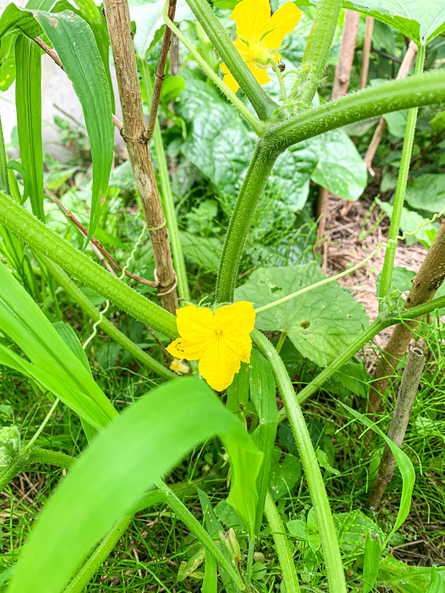 7月16日はまだ蕾だった地這キュウリの花