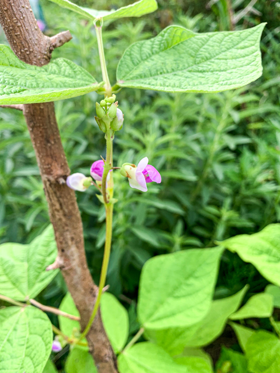 つるなしインゲンのピンク色の花