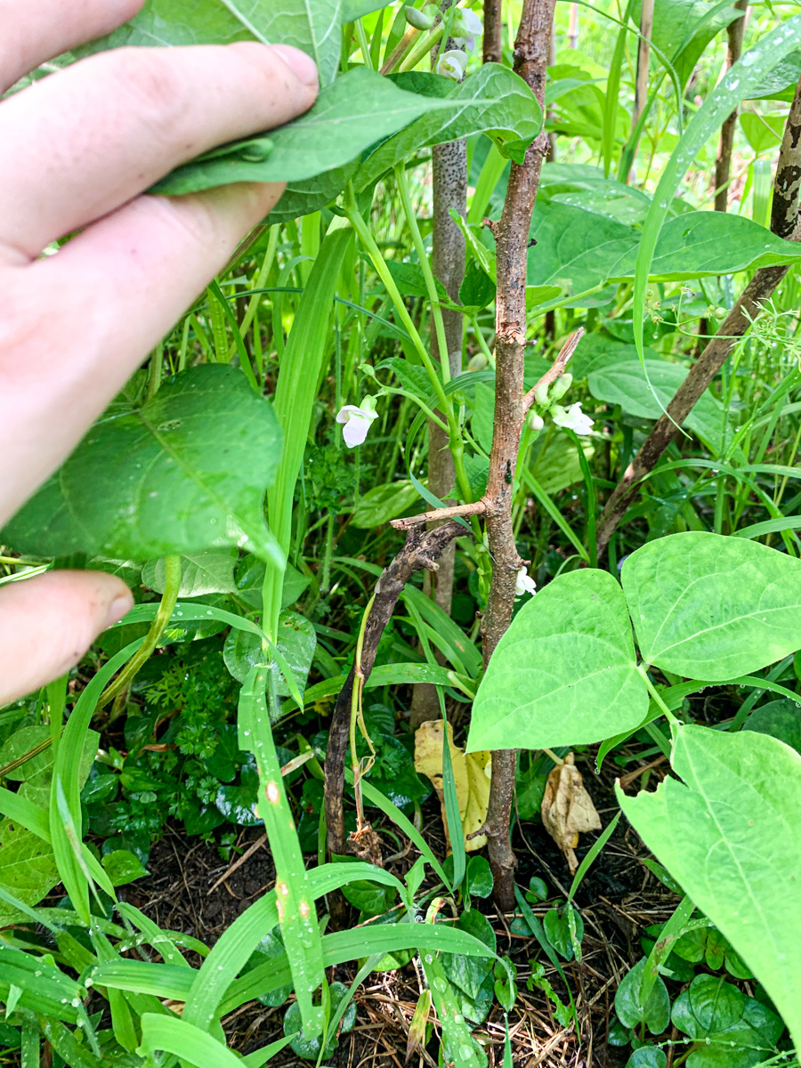 小豆の陰に隠れてひっそりと花を咲かせるつるなしインゲン