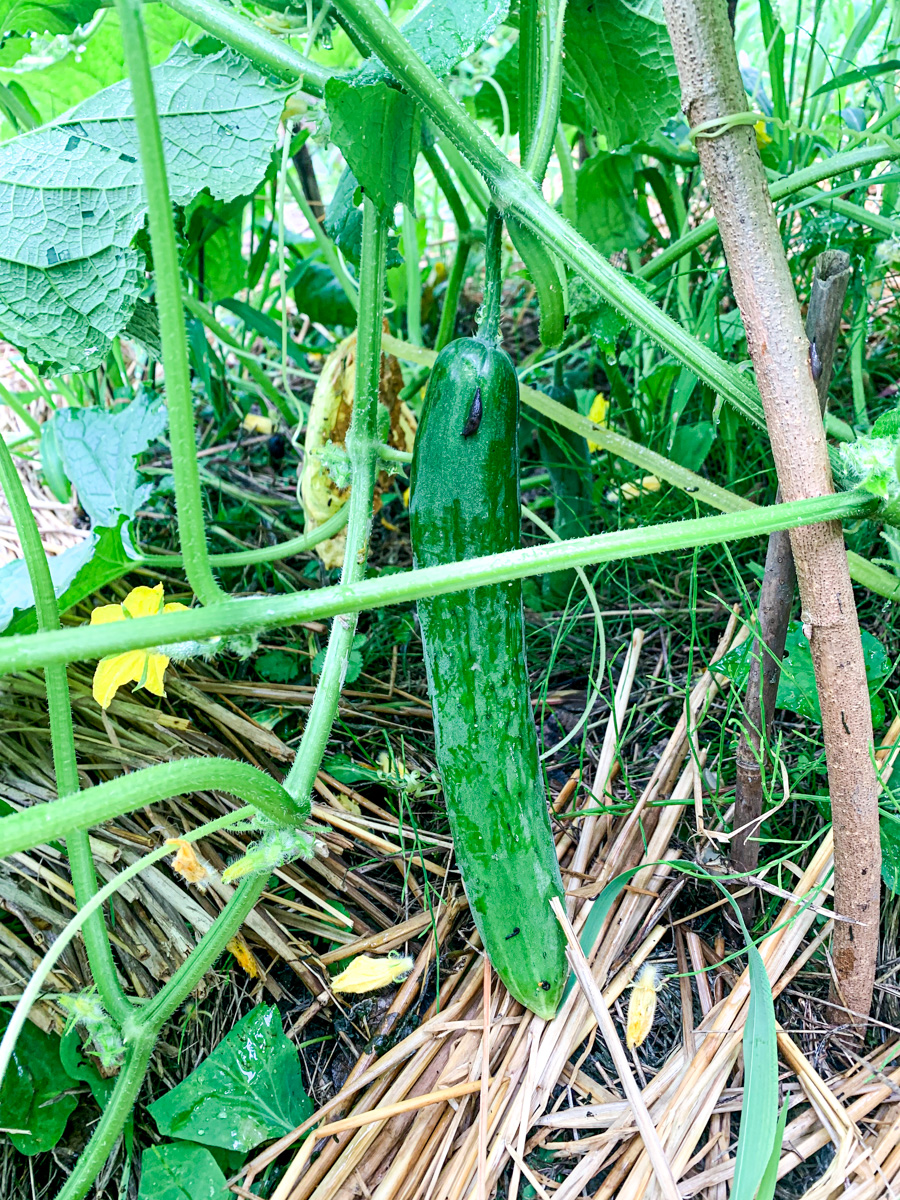 苗に実った地這キュウリ