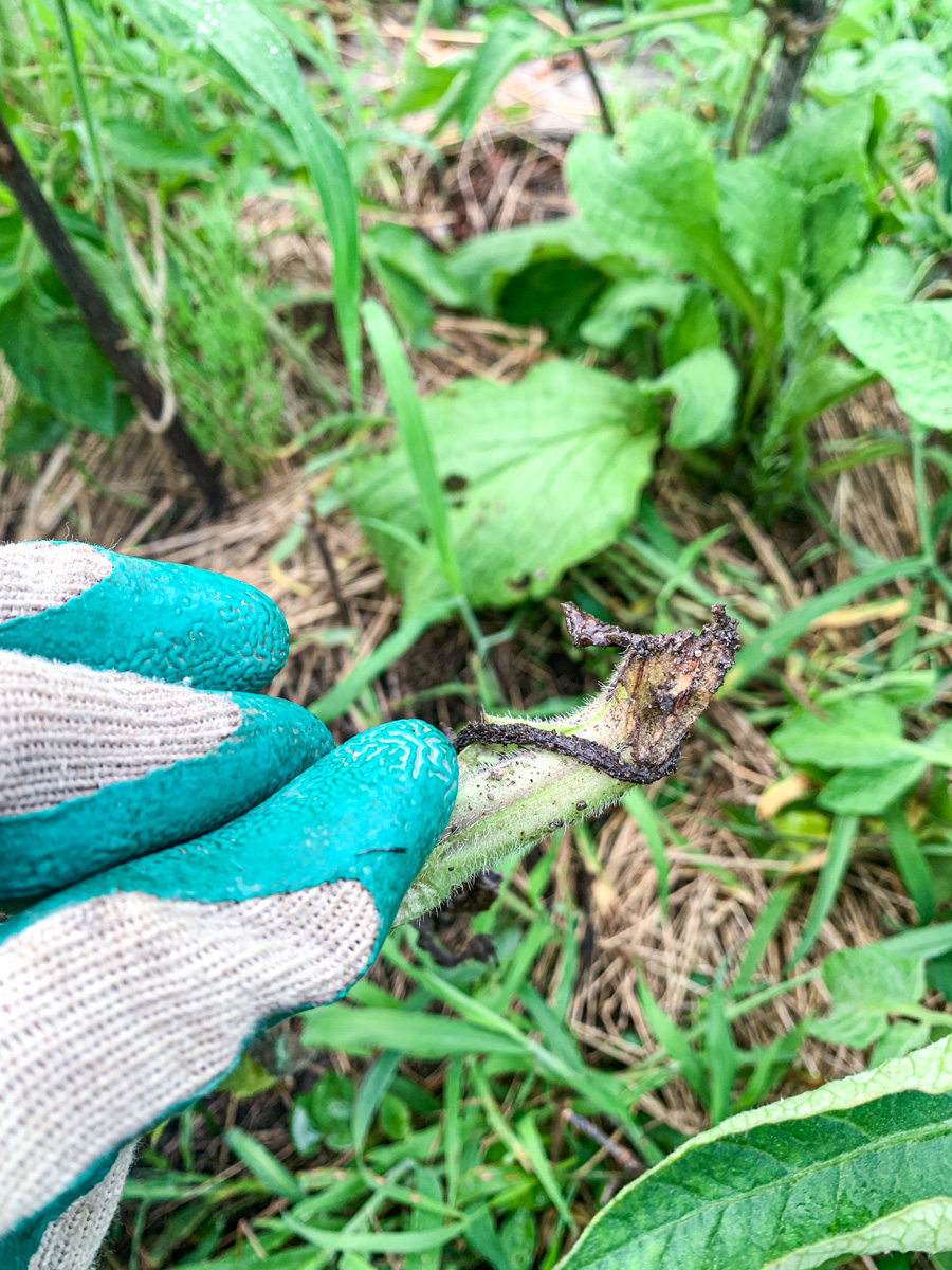 虫に食われたボリジの根本