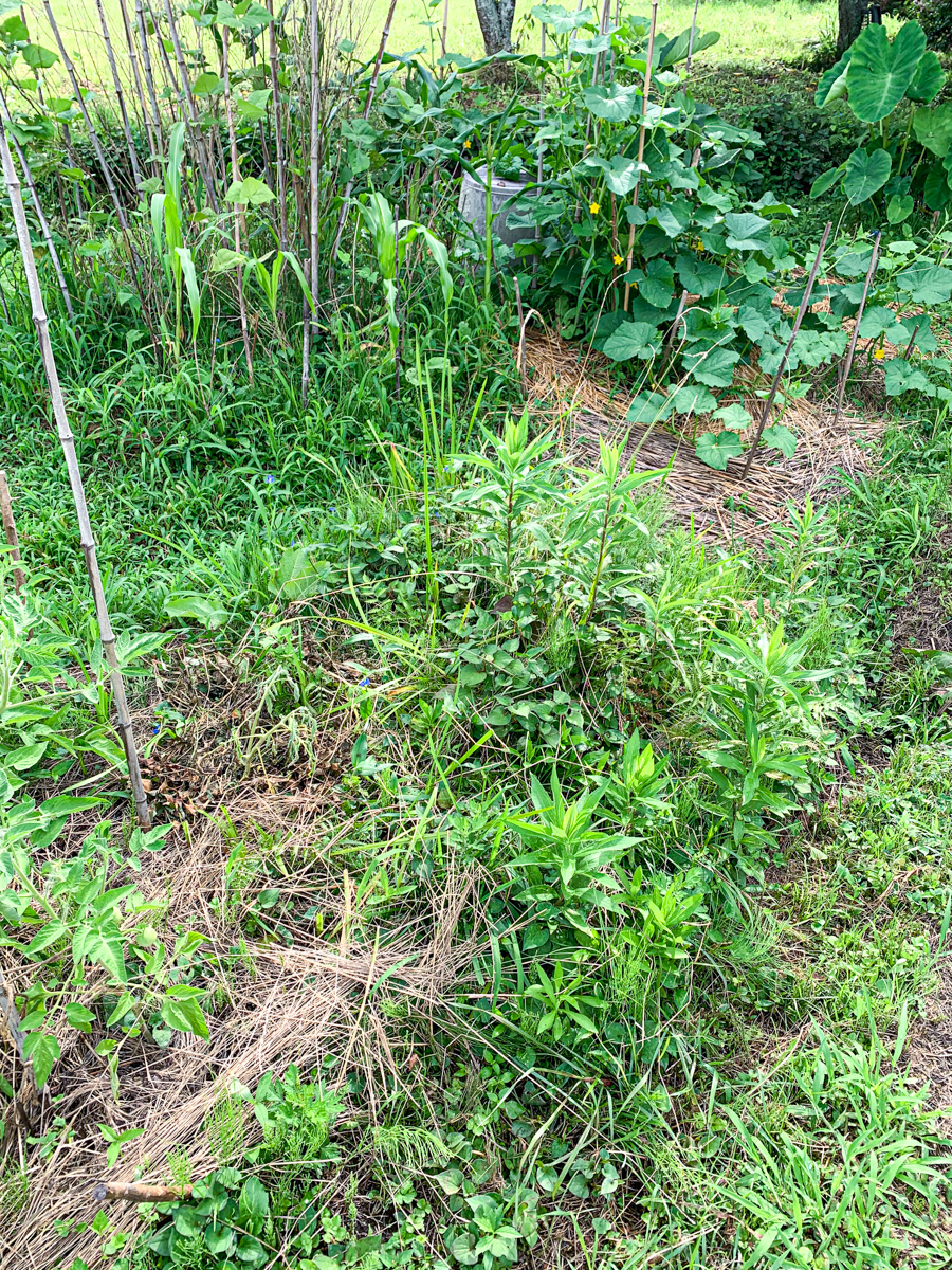 草が生い茂った「荒地の間」と名付けた畝