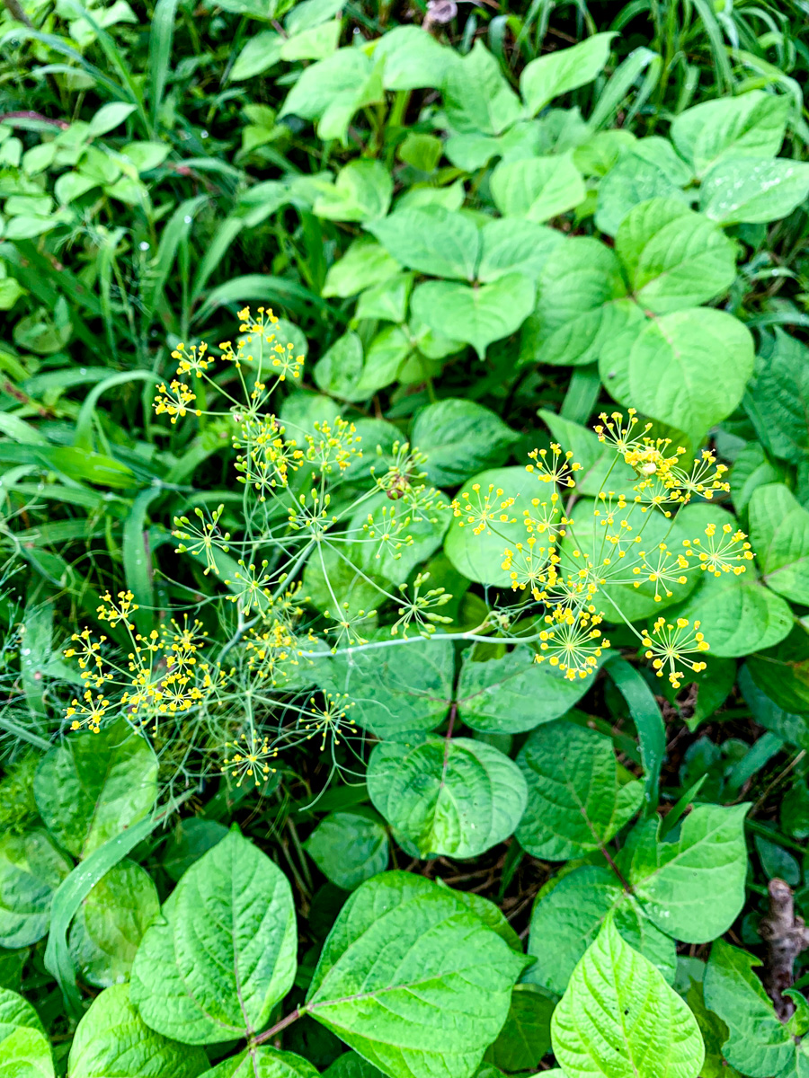 開花期間の長いディルの花