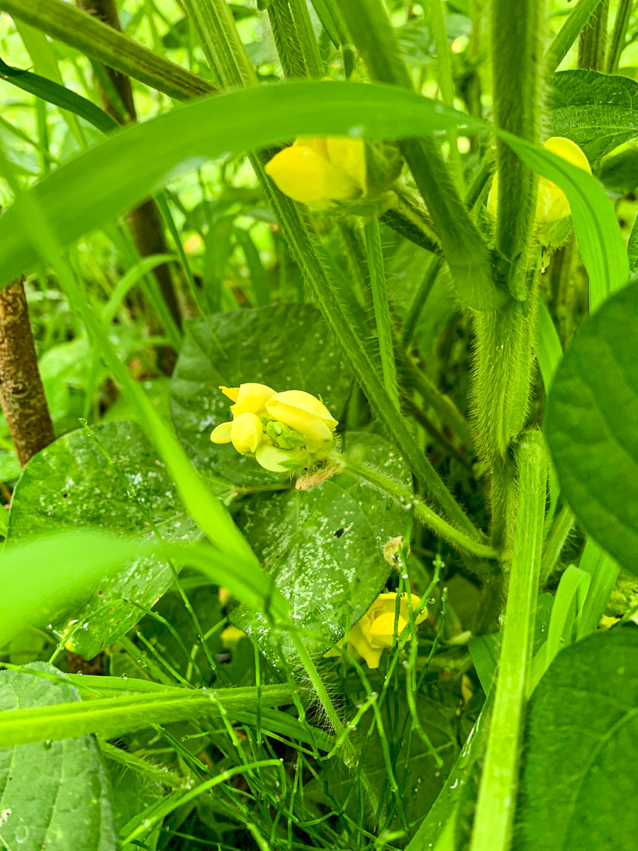 意外と大きな花を咲かせた黒小豆