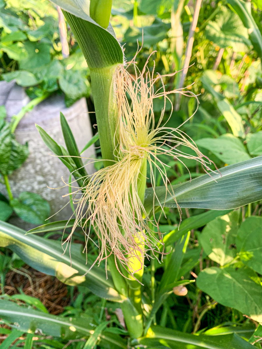 ポップコーンの雌穂の開花