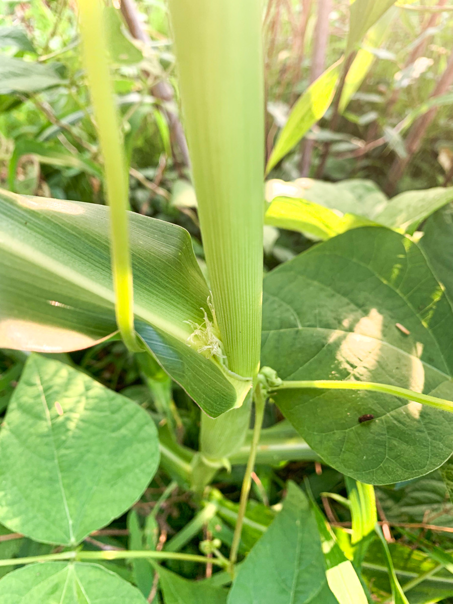 葉腋から小さく顔を出した雌穂