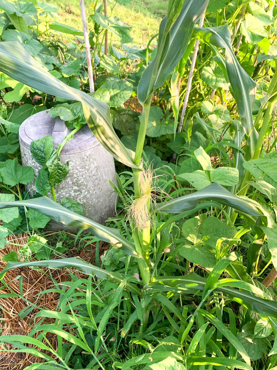 雄穂よりも先に雌穂が着生し開花したポップコーンの苗