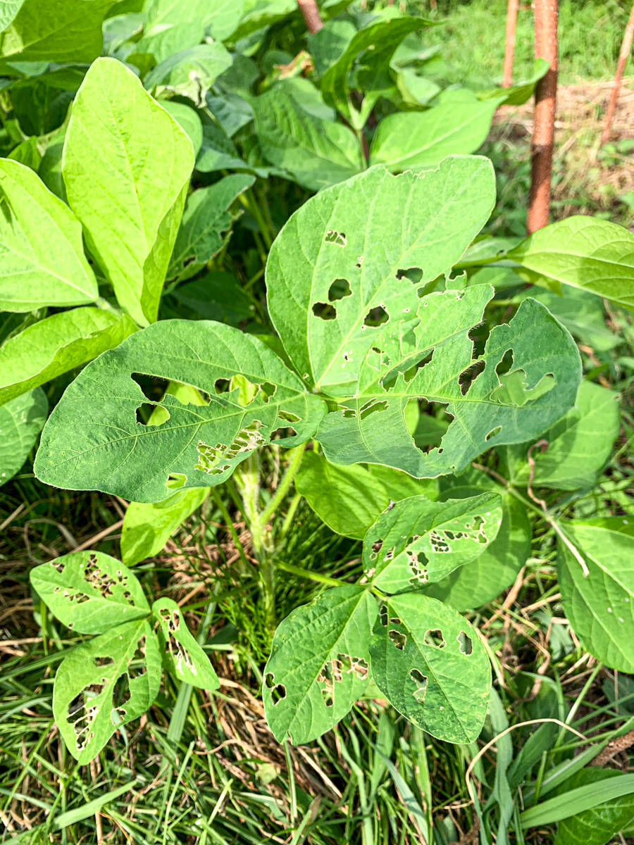 虫に食われた大豆の葉