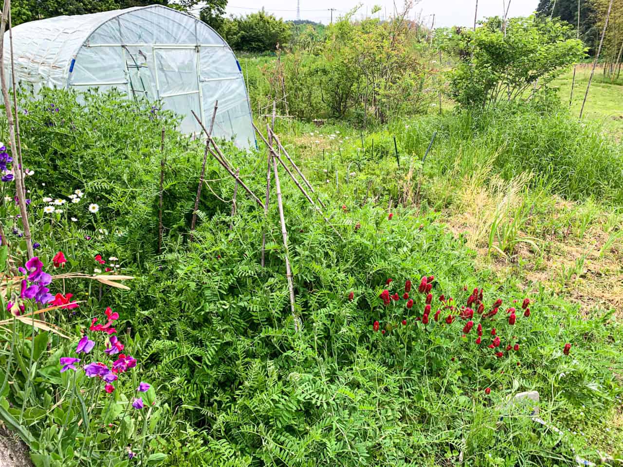 スイートピーやクローバーの花が咲いた2025年春のgarden203号室