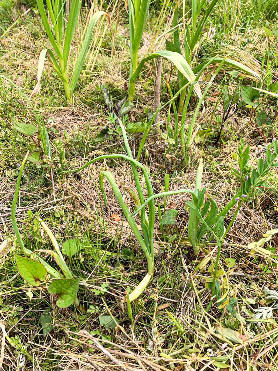 畝に植った玉ねぎと茄子、ニンニク