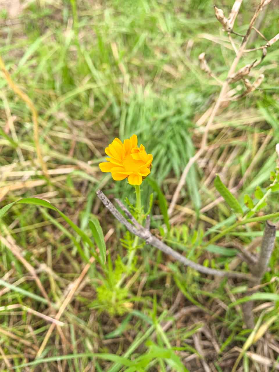ポツリと咲いた春菊の花