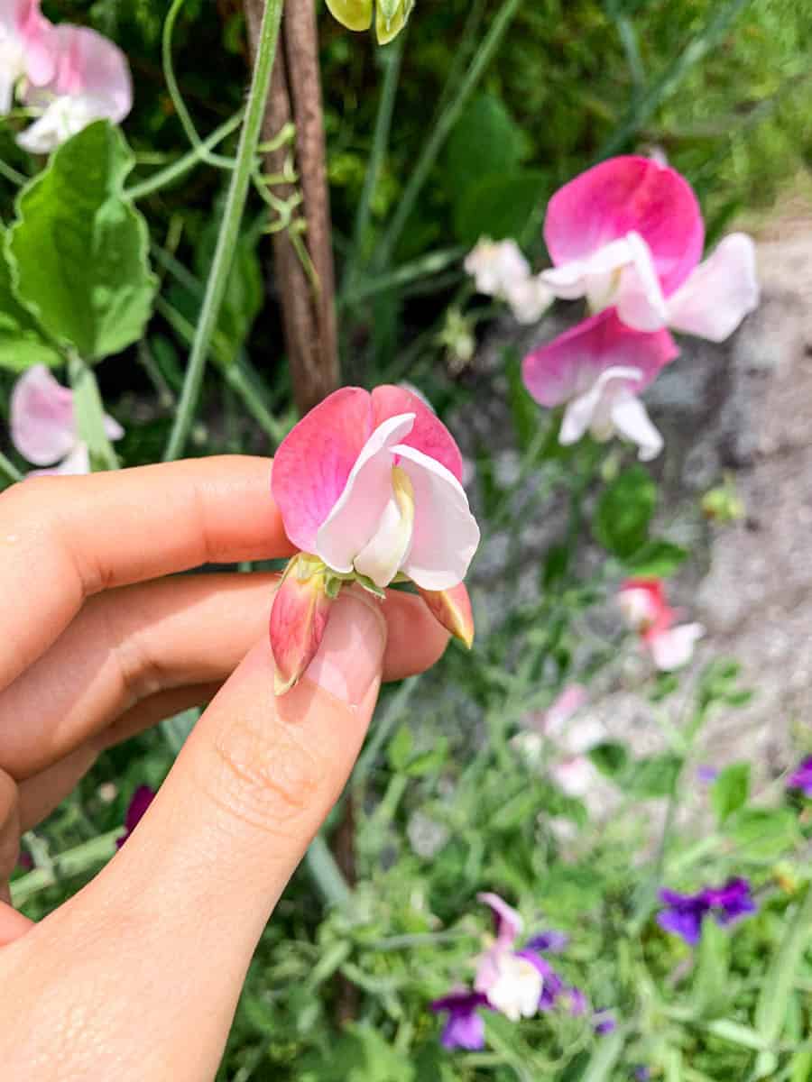 甘い香りがするスイートピーの花