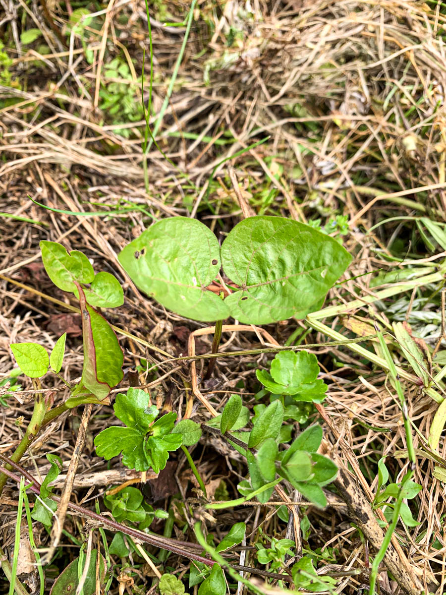 畝で発芽した黒小豆の種