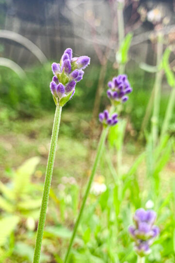 強剪定した後もしっかり花を咲かせたラベンダー