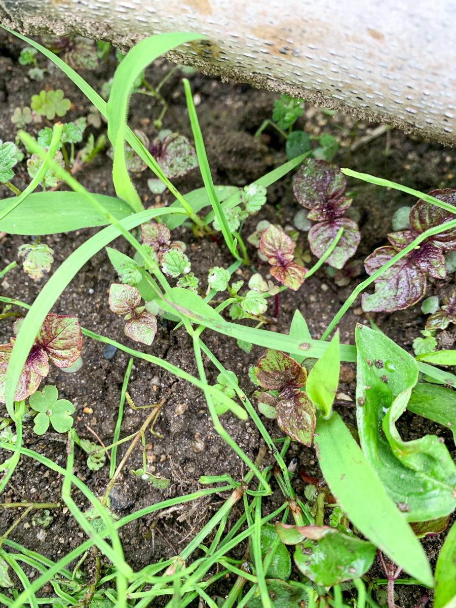 ハウスの基礎周りに生えた赤しその芽
