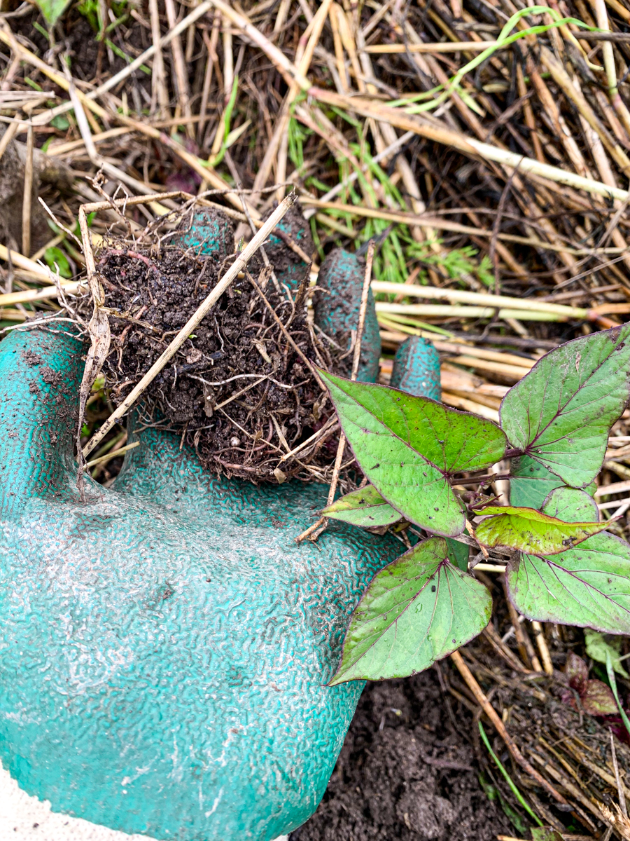 定植して2週間経つサツマイモの苗が根を張っておらず土から浮いてしまった。