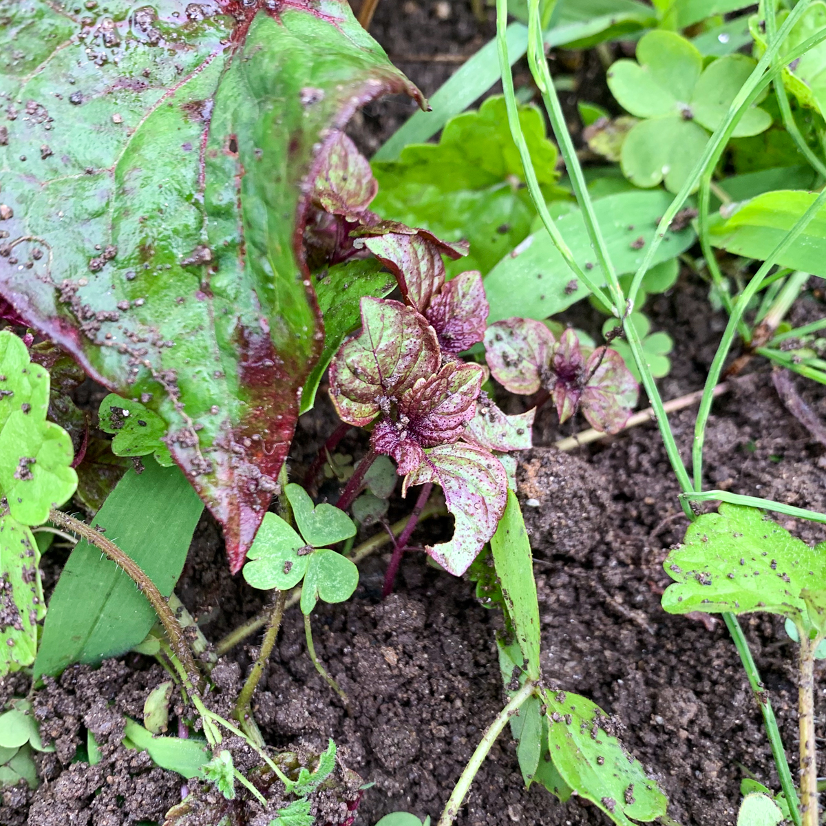 こぼれダネで発芽した赤しその種